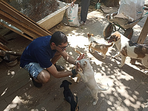 Политехники снова навестили обитателей приюта для бездомных животных «Любимки»