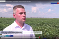 ГТРК «Волгоград-ТРВ»: В Волгоградской области может появиться свой сорт картофеля