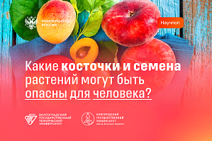 Минобрнауки РФ: Какие косточки и семена растений могут быть опасны для человека?