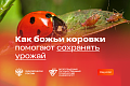 Минобрнауки России. Божьи коровки: природные защитники урожая
