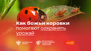 Минобрнауки России. Божьи коровки: природные защитники урожая