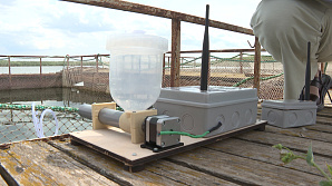 ГТРК «Волгоград-ТРВ»: Волгоградские ученые изобрели цифрового помощника для рыбоводов